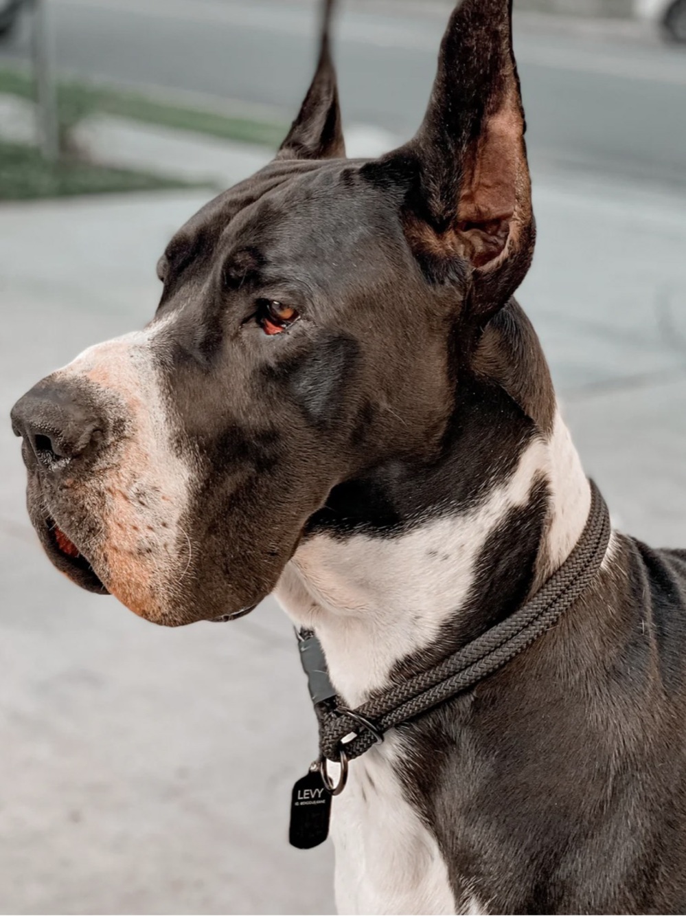 Litto Howler Rope Slip Collar - Picture 9 of 10
